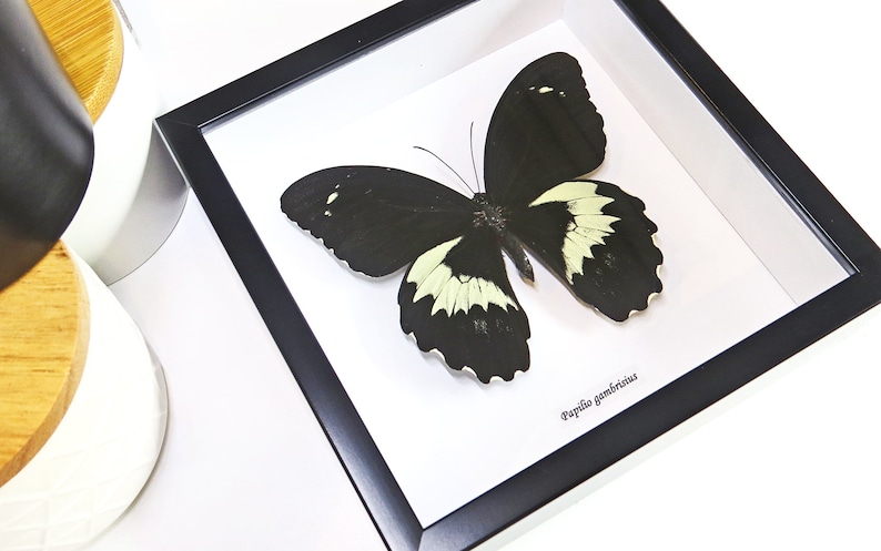 Huge Black And White Butterfly Australian Warehouse Papilio Etsy