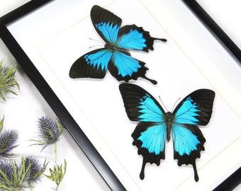 Mariposa real australiana en marco negro Shadowbox Papilio ulysses doble BNPU2