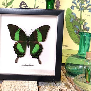 Papilio palinurus green butterfly BAPPA image 2