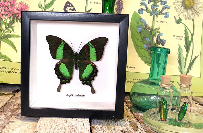 Papilio palinurus green butterfly BAPPA image 2