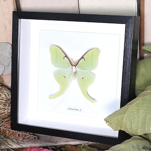 Luna moth Actias luna male BJALM