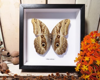 フクロウの蝶の羽：額入り昆虫アート - Etsy 日本