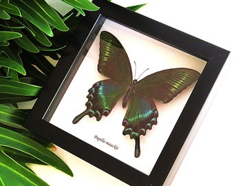 Collection de papillons verts Papilio maackii BAPMSU