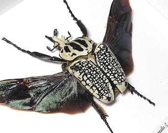 Real Goliathus Meleagris the Goliath Tropical Flower Beetle From