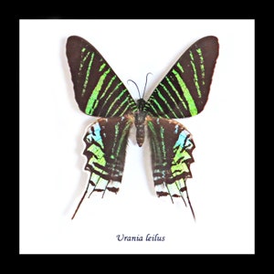 May include: A framed green, black and blue Urania leilus butterfly specimen with the text "Urania leilus" printed below.