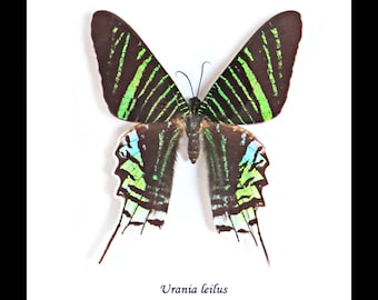 Urania leilus moth metallic green moth BAUL