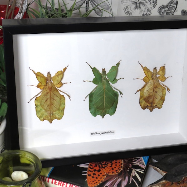 Phyllium leaf insect colours BNPPH3