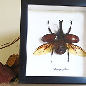 Xylotrupes gideon rhino beetle BAXG  Australian warehouse