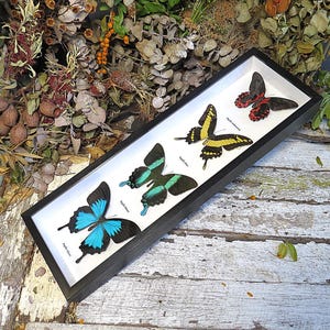 May include: A rectangular black shadow box frame containing four preserved butterflies mounted on a white background. The butterflies are labelled Papilio ulysses, Papilio blumei, Papilio idaeoides, and Papilio memnon with black text.