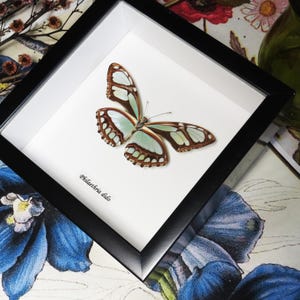 Philaethria dido ventraler grüner Schmetterling