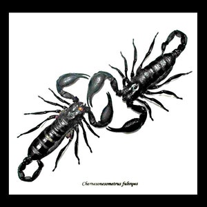 Scorpion duo framed BJSC2
