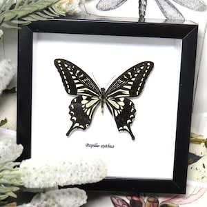 Borboleta Papilio xuthus