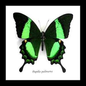 Papilio palinurus green butterfly BAPPA image 1