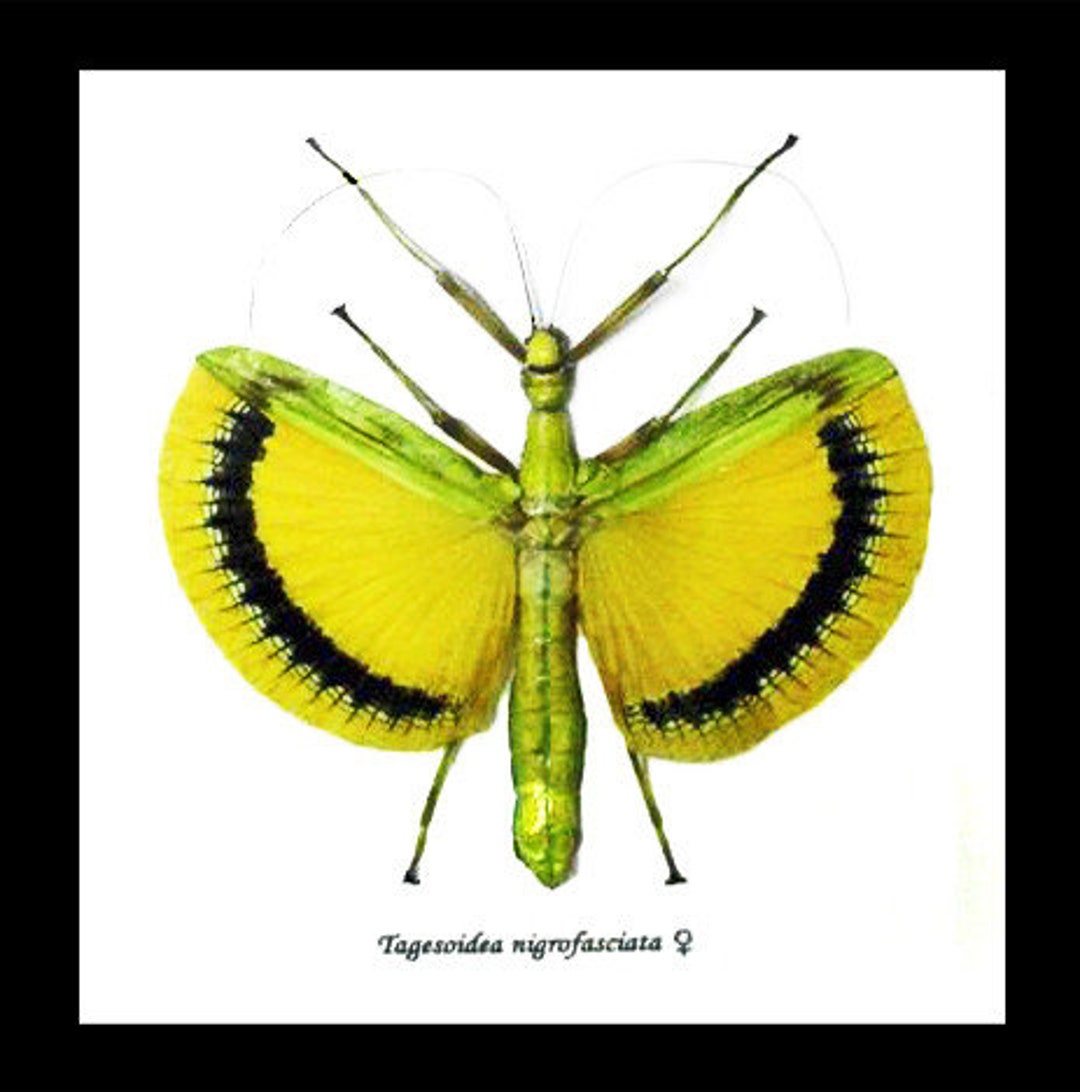Tagesoidea Nigrofasciata Yellow Stick Insect BCTN - Etsy UK
