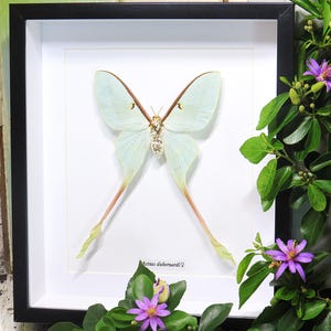 Actias dubernadi female BHADF
