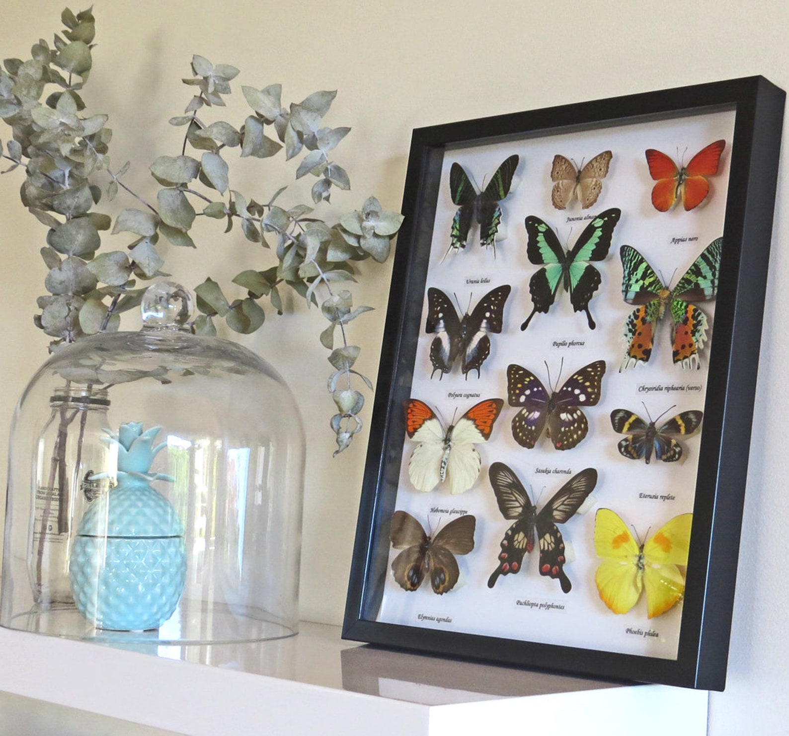 Butterfly collection display for sale Australia Gold Coast Qld Etsy