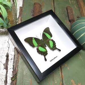Papilio palinurus green butterfly BAPPA image 3