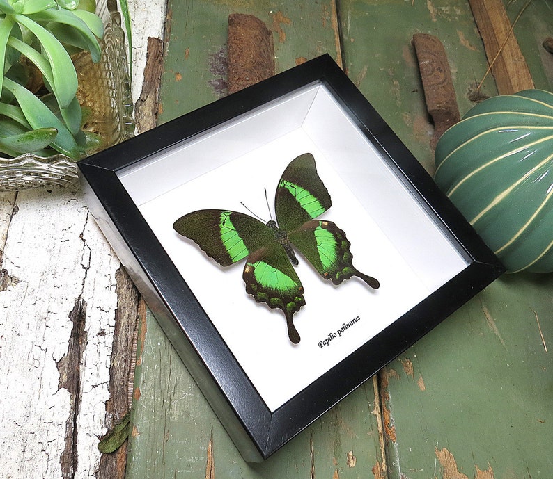 Papilio palinurus green butterfly BAPPA image 3