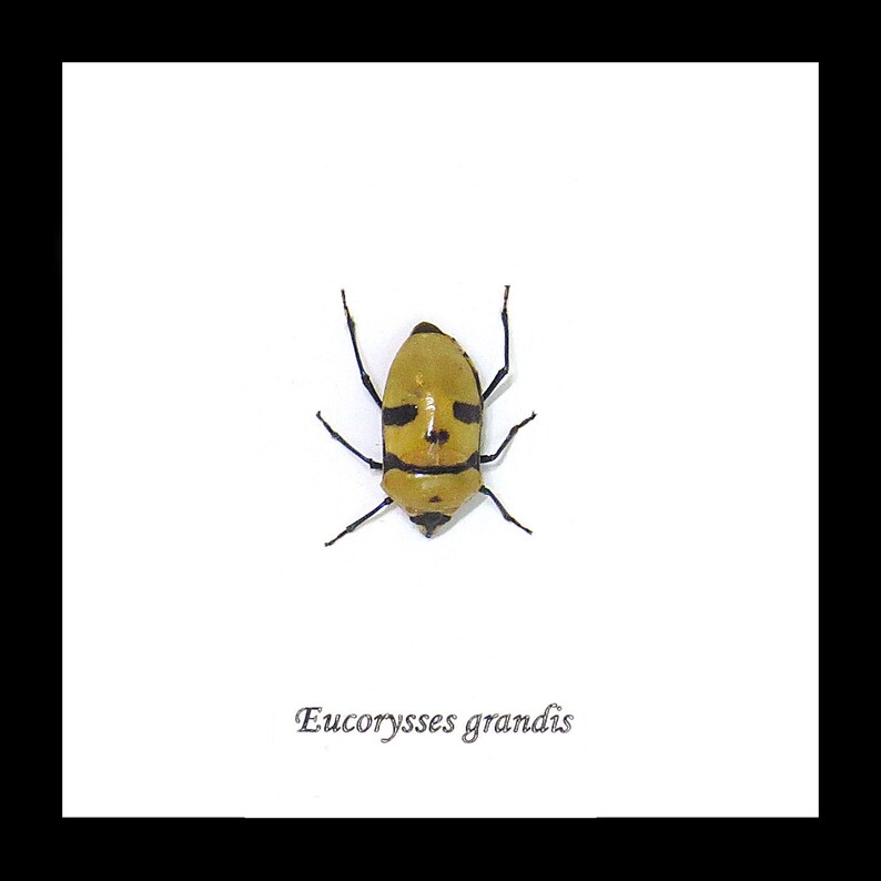 Death Head bug Eucorysses grandis insect bugs beetles taxidermy gift BAEGR