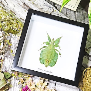 Leaf insect phyllium BBPP