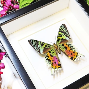May include: A framed butterfly specimen with green, black, pink, and orange wings. The butterfly is displayed on a white background with a black frame.