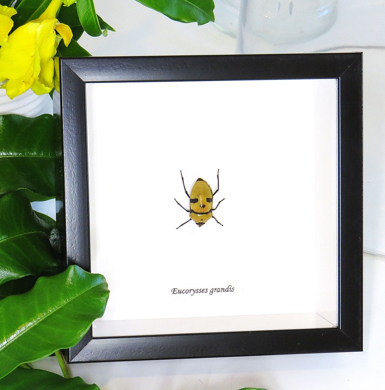 Death Head bug Eucorysses grandis insect bugs beetles taxidermy gift BAEGR