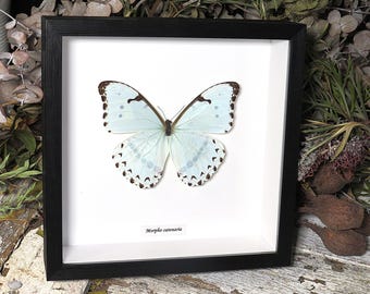 本物の大きなメタリックブルーのモルフォ蝶の剥製 - Morpho menelaus