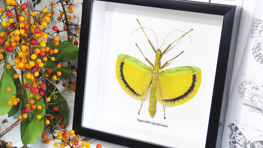 Tagesoidea Nigrofasciata Yellow Stick Insect BJTN - Etsy