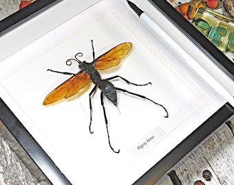 Rare Giant Tarantula Hawk Wasp Framed Taxidermy - Pepsis Heros
