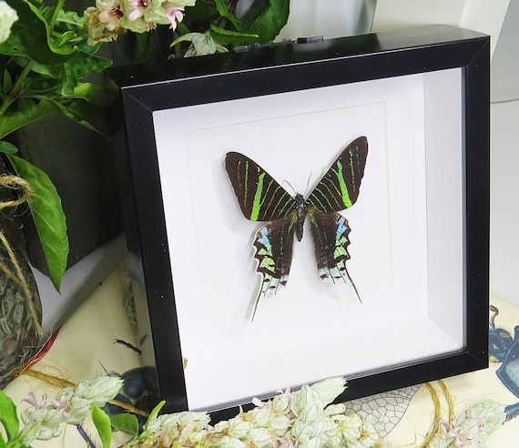 Entomologie Papillon Insecte Superbe Urania leilus A1 du Pérou!