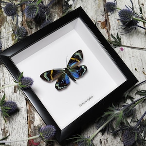 falena blu multicolore Eterusia repleta BAERV