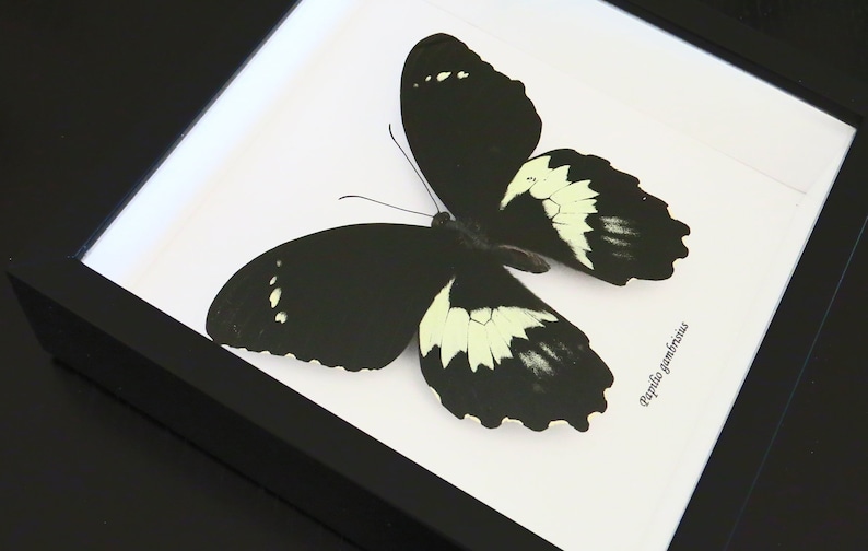 Huge Black And White Butterfly Australian Warehouse Papilio Etsy