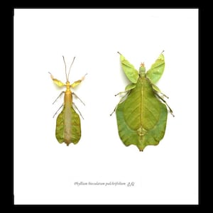 Phyllium leaf insect male and female