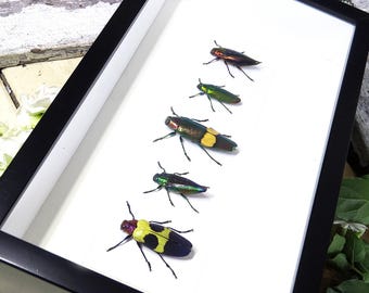 アフリカタマムシ（Sternocera pulchra）本物の昆虫 - Etsy 日本