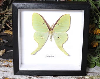 Luna moon moth Actias luna