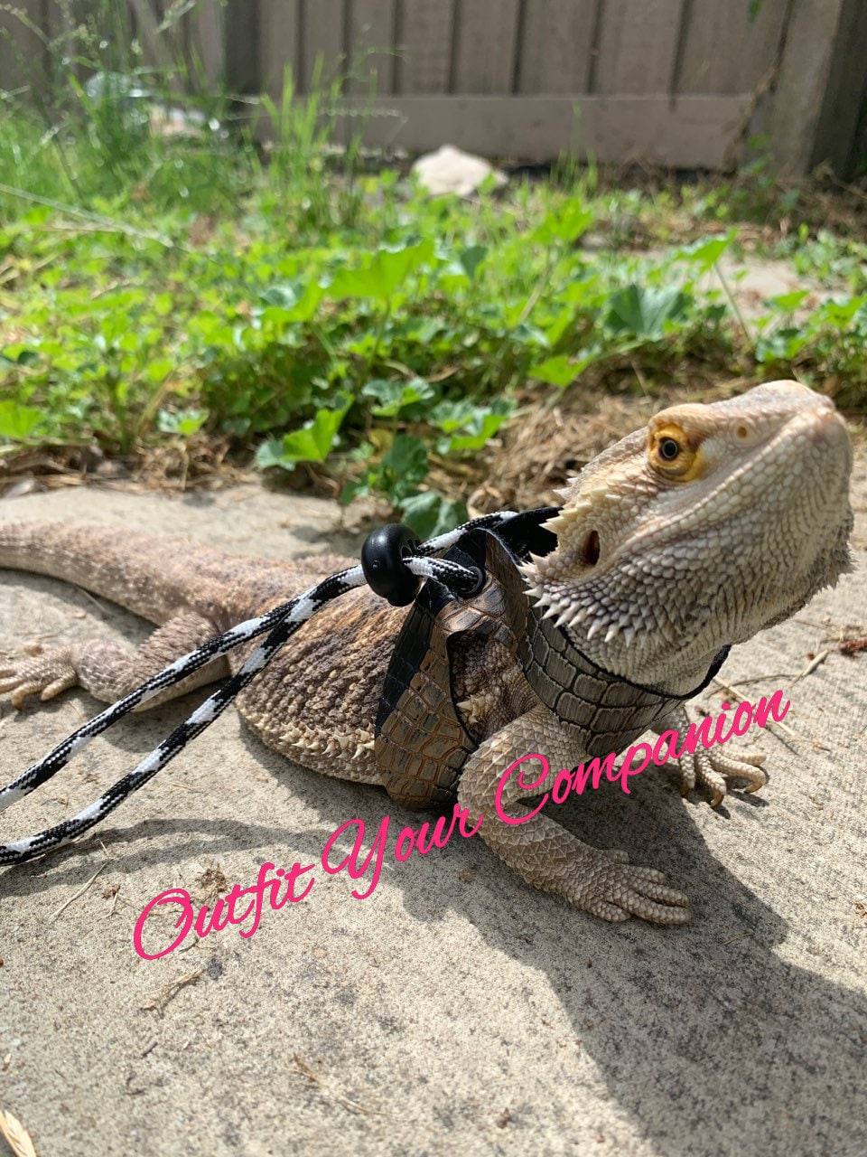 paracord bearded dragon leash