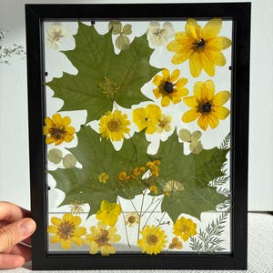 Könnte beinhalten: Ein gerahmtes botanisches Kunstwerk mit gepressten gelben Blumen und grünen Blättern. Die Anordnung umfasst Ahornblätter und verschiedene florale Elemente, alles vor einem weißen Hintergrund in einem schwarzen Rahmen. Das Kunstwerk ist dekorativ.