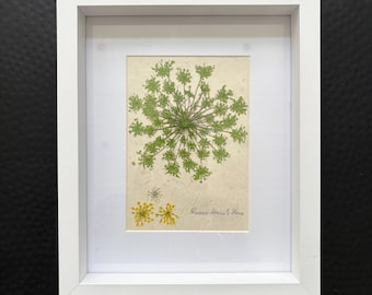 Pressed Queen Anne's Lace Botanical Wall Art in White Frame | Dried Flower Artwork