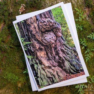 Three Friends, Blank Forest Spirit Greeting Card. Nature Spirit Photography por Atala Toy.