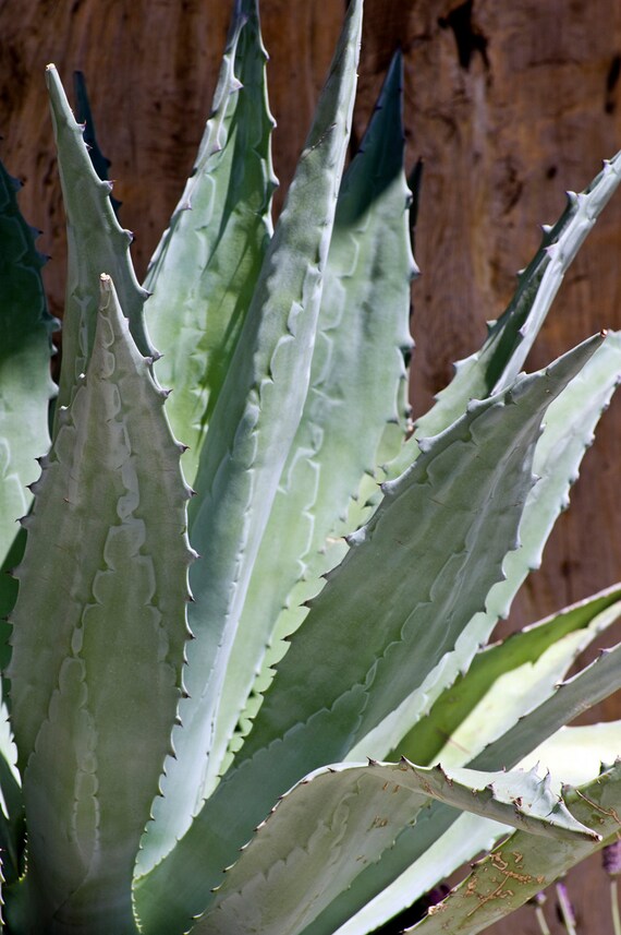 Blue Agave Plant Desert Cactus Southwest Prickly Photo Art Etsy