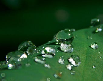 Digital macro photo rain water drops on a leaf surface for printing