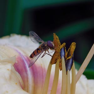 Puede incluir: Primer plano de un sírfido con rayas naranjas y negras y ojos morados, posado en el estambre de una flor. La flor tiene pétalos blancos y rosas y estambres amarillos. El fondo es verde borroso.