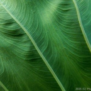 Digital macro photo Colocasia esculenta taro leaf back side for printing