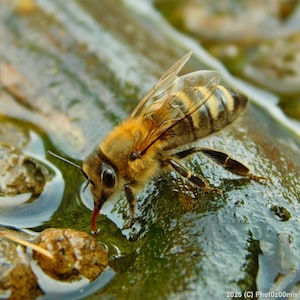 Op de afbeelding: Close-up van een honingbij die water drinkt. De bij heeft een bruin, harig lichaam met zwart-gele strepen op het achterlijf. De vleugels zijn doorschijnend en de bij zit op een nat, groen oppervlak.