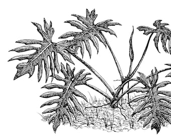 Philodendron radiatum plant traditional black ink drawing print and frame