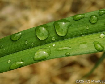 Digital photo dew rain water drops on a green leaf version 2 for printing