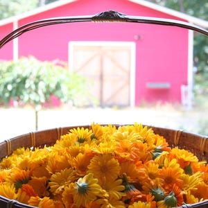 May include: A wicker basket filled with bright yellow and orange calendula flowers. The basket is in front of a red barn with a wooden door.