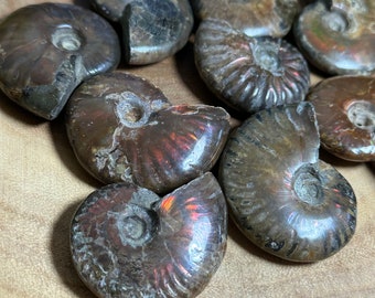 Ammonite Fossil Specimen: Ancient Mineral with Flash