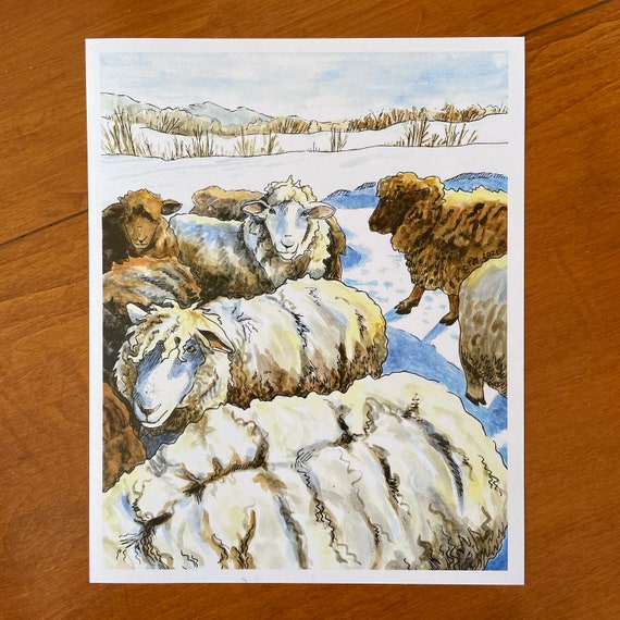 Romney Sheep Print