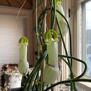May include: A Ceropegia plant featuring multiple pale green, tubular flowers with distinct vertical veining and a small purple band near the base. The plant has slender, dark green stems supported by a vertical wooden stake for climbing growth.